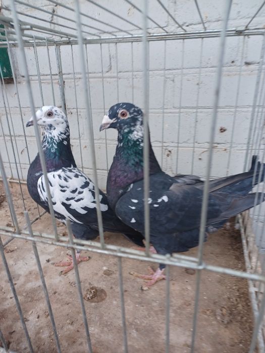 Gołębie Tygrysy czarne