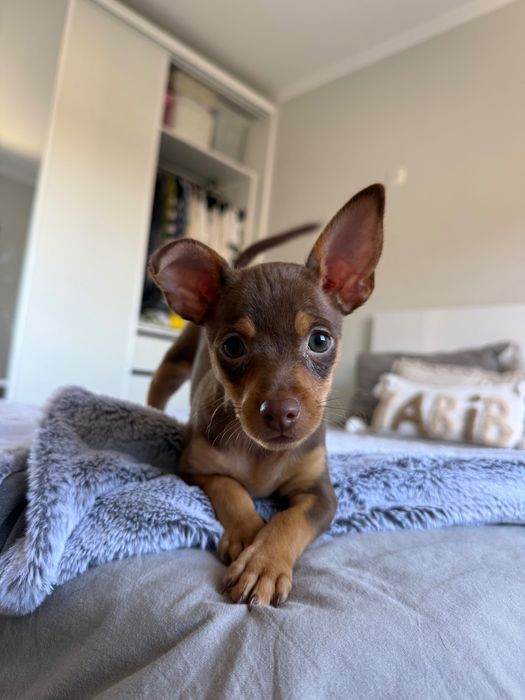 Brown Puppy Macho