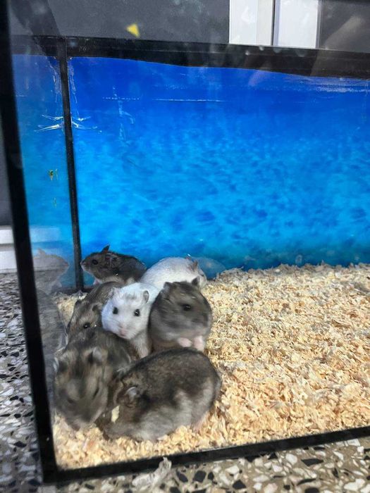 Sprzedam młode chomiki – oswojone i zdrowe