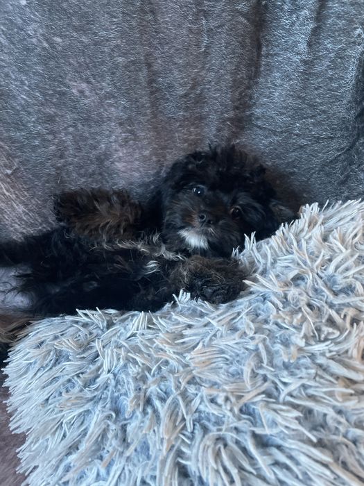 Cavapoo sunia tricolor cavalier pudel