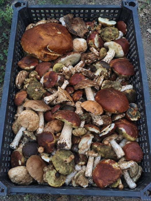Grzyby 10 kg mix