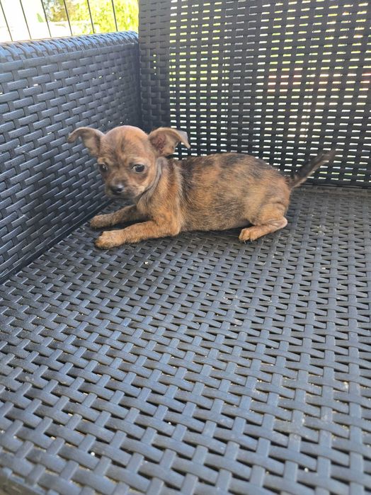 Pinscher Miniatura Macho