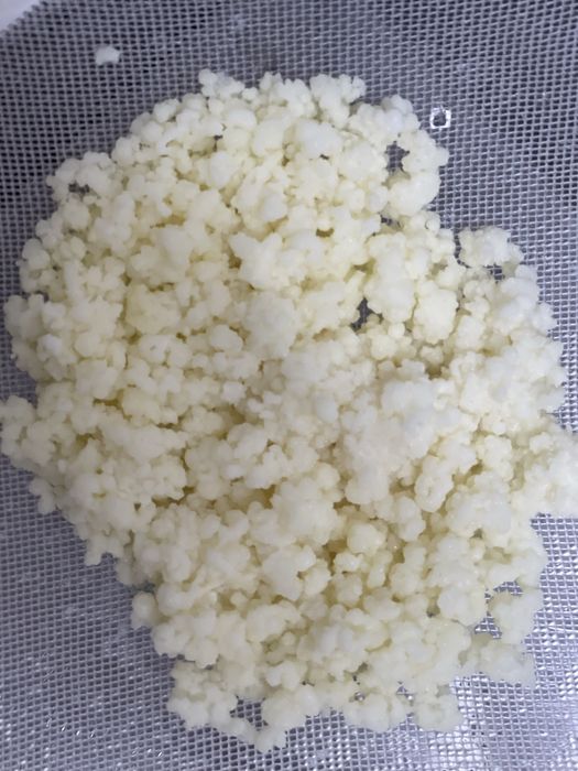 Тибетський молочний гриб, кефір