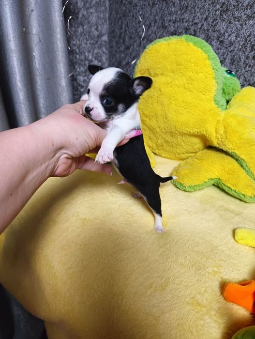 Кукольные мальчики чихуахуа