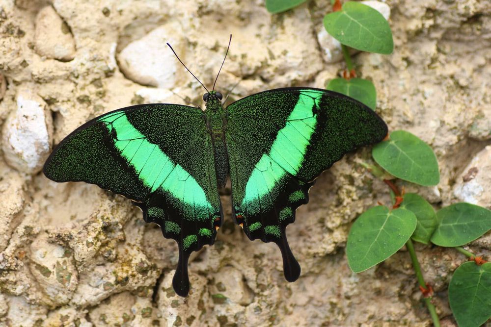 5 żywych Poczwarek Papilio Palinurus. WYSYŁKA!!!