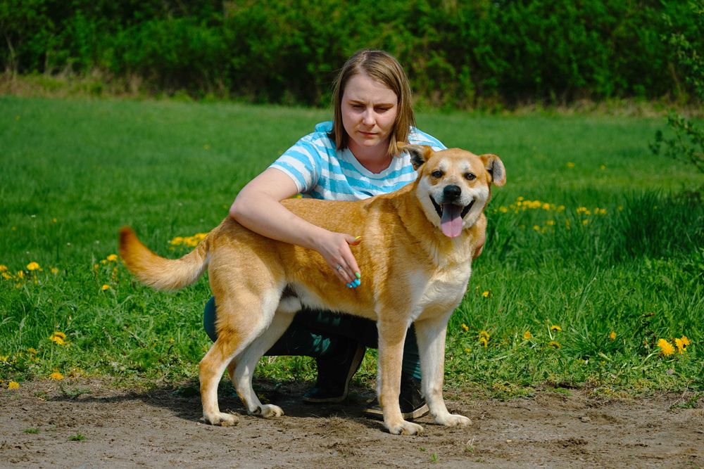 Aran - piękny pies szuka domu