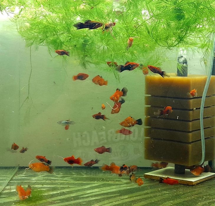 Пецилія акваріумна рибка