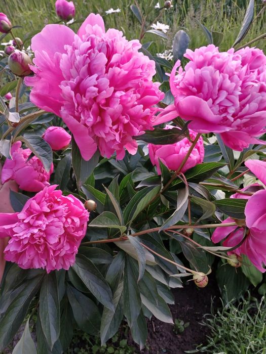 Півонії ( поділки)