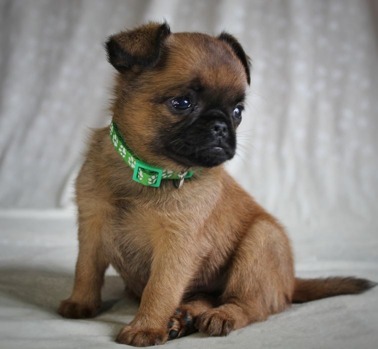 Цуценя грифон брабантський, пті брабансон