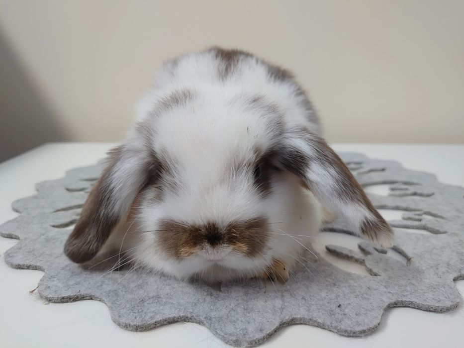 Króliki Mini -Lop