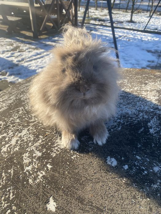 królik lwi (lionhead)