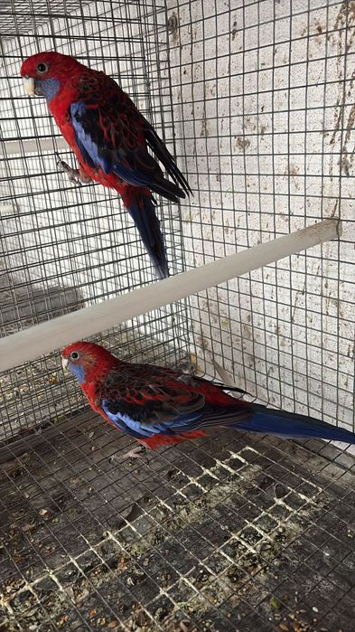 Casal de rodelas penantes adulto/ forpus fêmeas