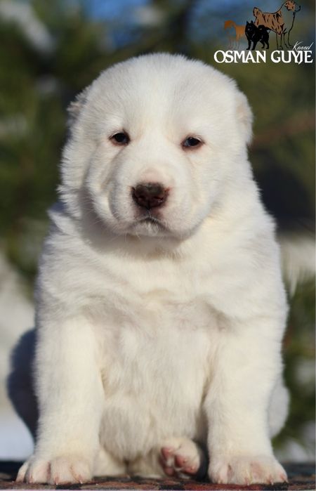 Крута дівчинка САВ Середньоазіатської вівчарки алабай