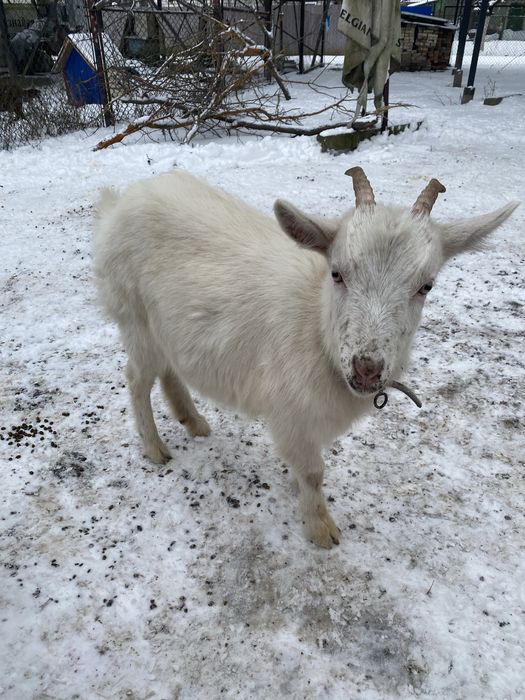 Продам кізочок  .
