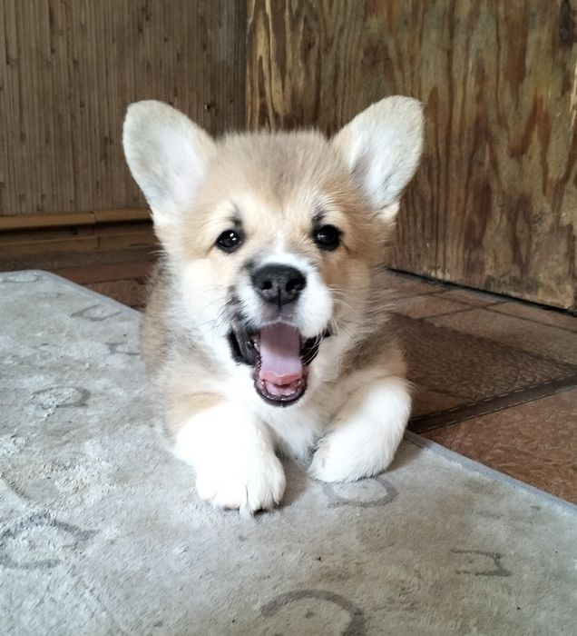 Коргі пемброк 2,5 міс