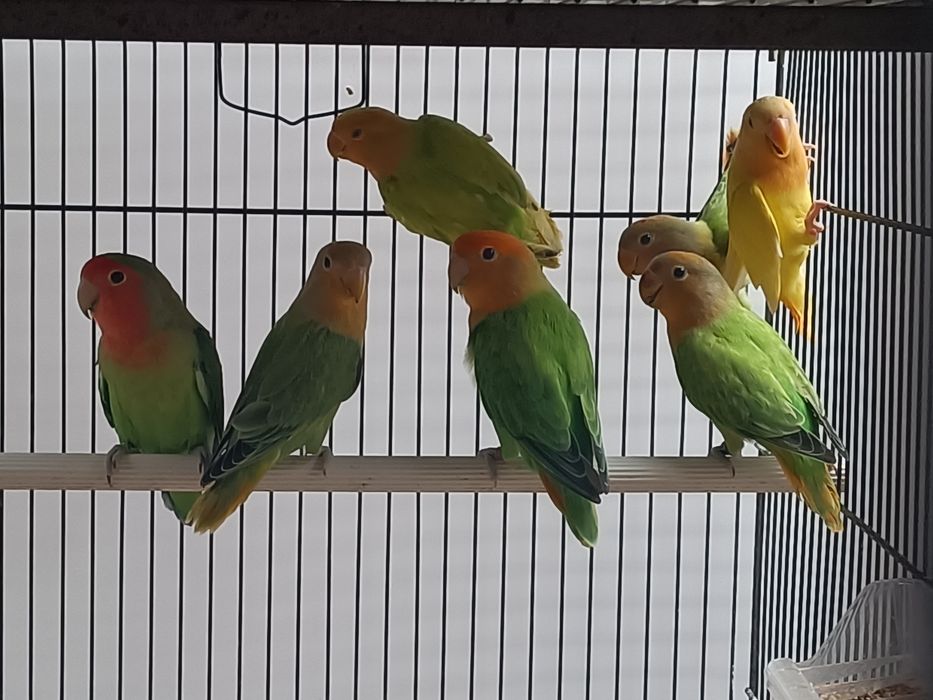 Tenho vários agapórnis roseicollis e periquitos hagoromos para cedência