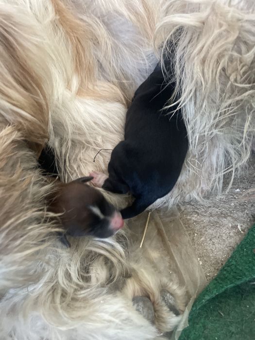 Cães Recém-nascidos para doar!