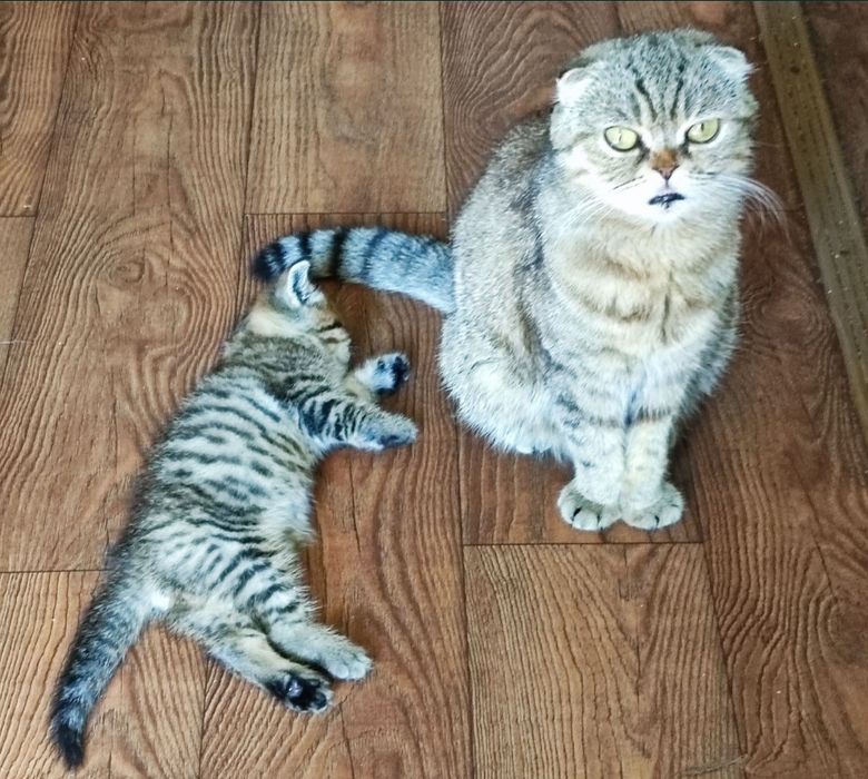 Продам гарну кошечку Джессіка, їй 3 роки.