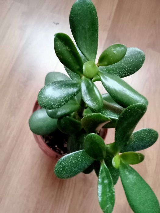 Денежное дерево. Красула