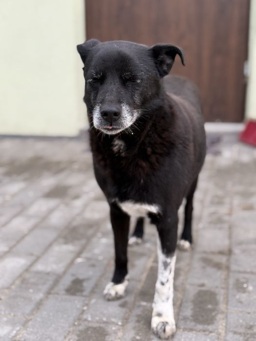 Kochany i spokojny Sorbet czeka na dom