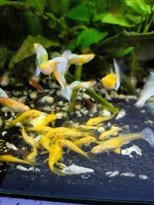 Glonojad zbrojnik L144