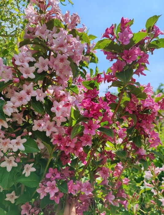 Черенки, живці, хакуро, вейгела, гліцинія, павловнія, матсудана, секка