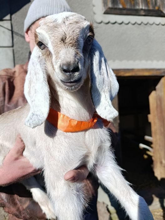 Кози, козички, козлики