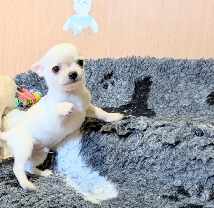 Chłopczyk chihuahua FCI