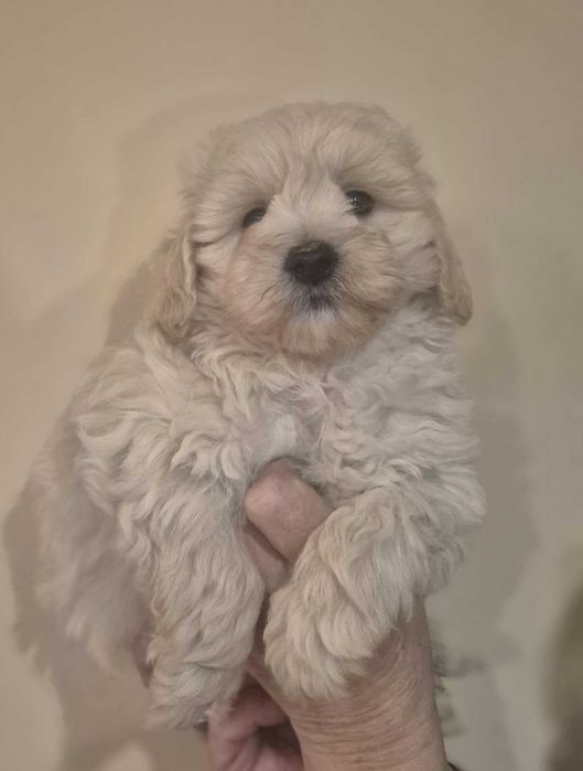 Maltipoo Piesek Gotowa do Odbioru