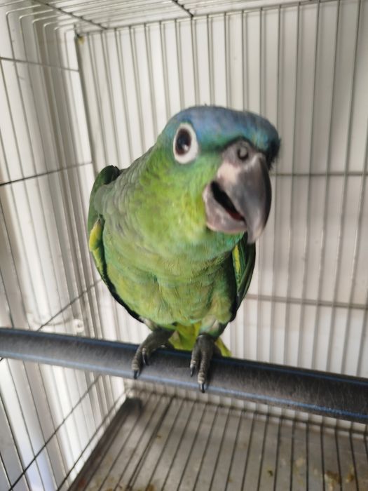 Amazona farinosa guatemalae