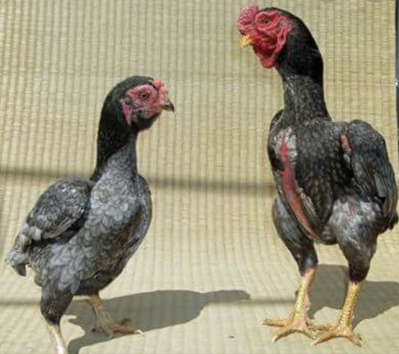 Ovos de ko shamo