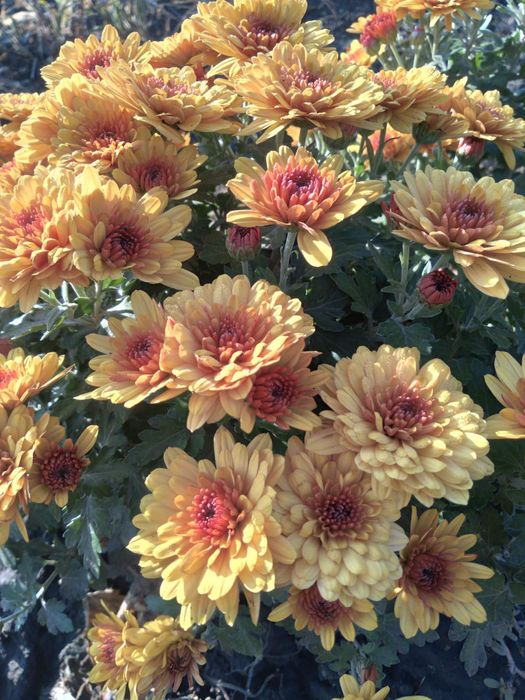 Багаторічні квіти