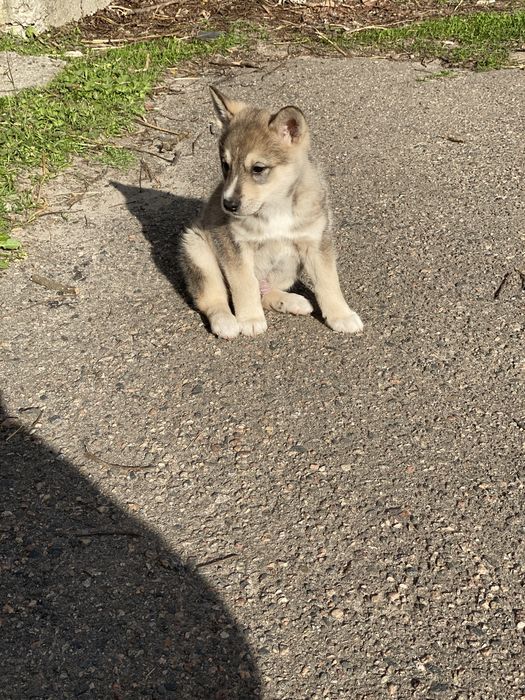 Лайка, цуценя лайки хлопчик