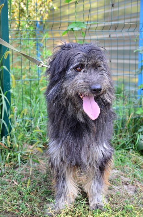 Самая душевная собака на свете ищет дом