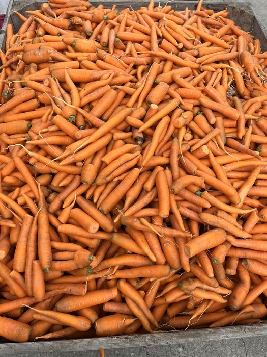 Marchew odpadowa,  paszowa