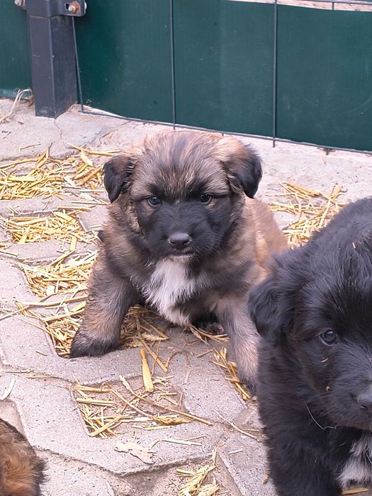 Oddam szczeniaka rasy ogólnej