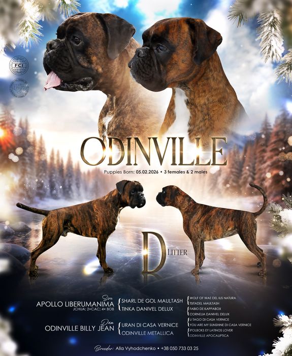 Німецький боксер цуценя немецкий боксер щенок