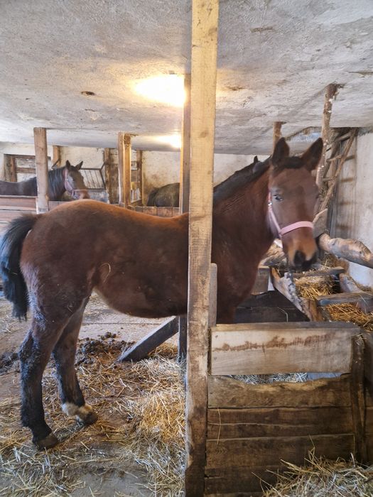 Źrebica 17 miesięcy