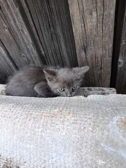 Віддам котиків в гарні руки