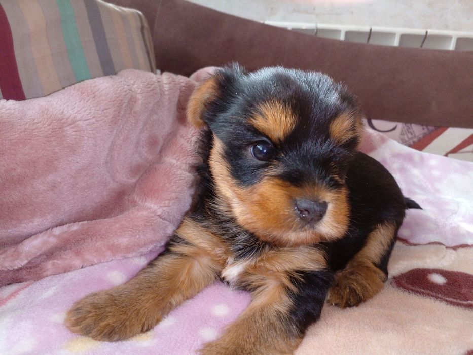 Гарні цуценята чекають дбайливих господарів