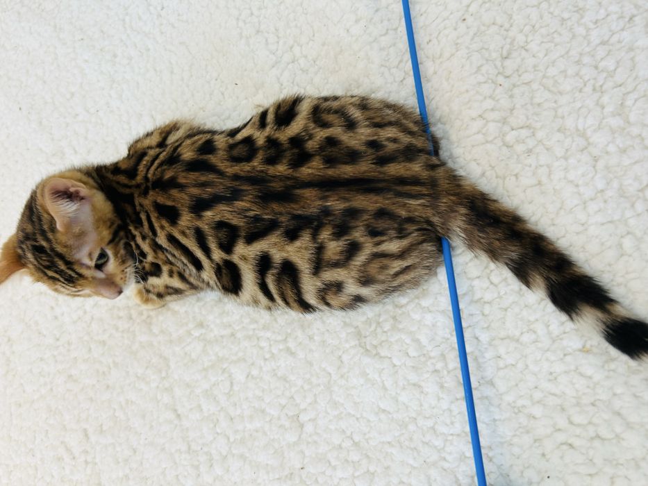 Kocurek bengalski . Legalna hodowla