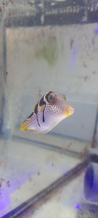 Canthigaster valentini ryba