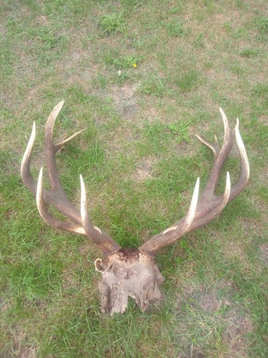 Рога  благородного оленья.