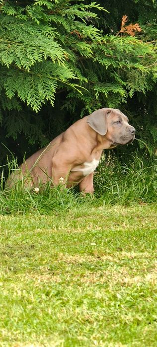 Cane Corso Italiano GOTOWE DO ODBIORU Rodowód Chip