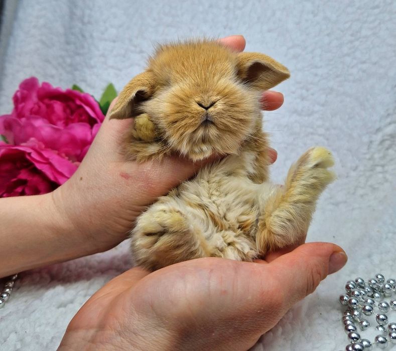 Карликовий Весловухий кролик міні баранчик рудий, карликовые кролики
