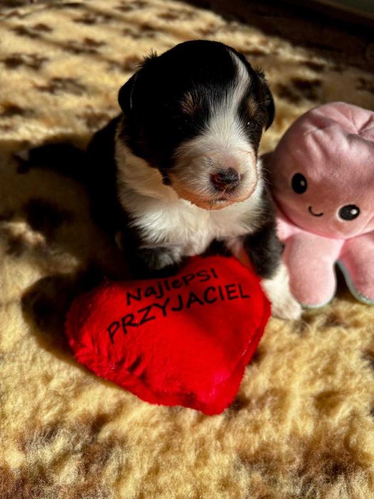 Owczarek australijski ZKwP - FCI suczka czarno- biała red tri