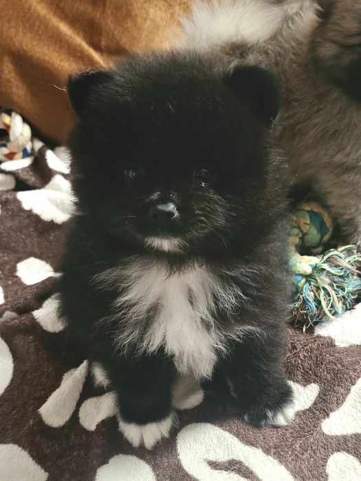 Szpic miniaturowy