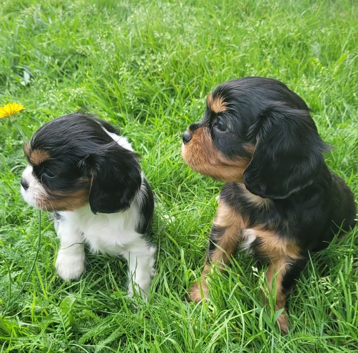 Suczka Cavalier King Charles Spaniel z rodowodem