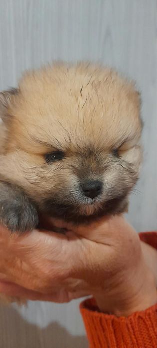 Szpic miniaturowy pomeranian