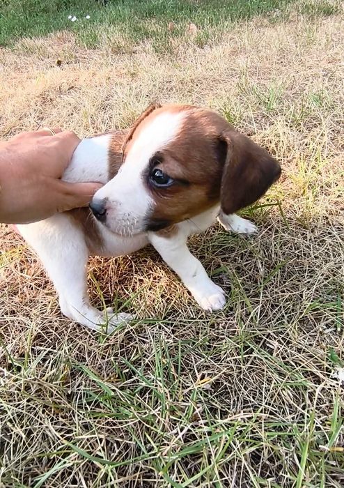 Jack Russell terrier suczka